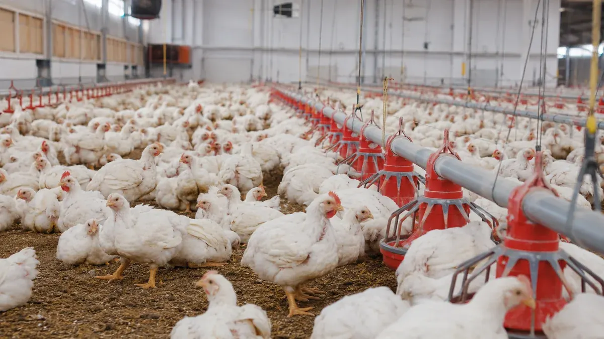 Apa Itu Ayam Broiler? Panduan Praktis tentang Unggas dalam Rantai Pasok Pangan