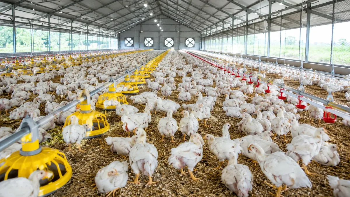 Praktik Peternakan Broiler Modern untuk Flok yang Lebih Sehat