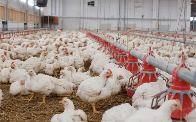 Apa Itu Ayam Broiler? Panduan Praktis tentang Unggas dalam Rantai Pasok Pangan