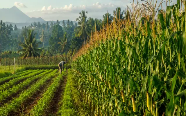 Farming