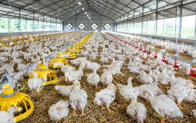 Praktik Peternakan Broiler Modern untuk Flok yang Lebih Sehat